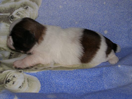 Абра Кадабра Веселый Гремлин